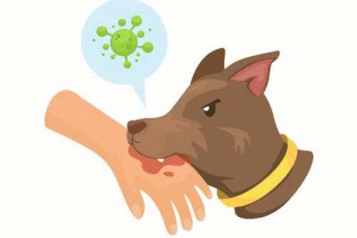 Bài tuyên truyền về bệnh dại và cách phòng ngừa